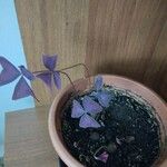 Oxalis triangularis Blatt