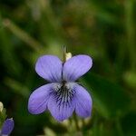 Viola lactea Flower
