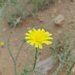 Launaea mucronata Flower