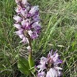 Orchis simiaFlor