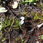 Juncus rechingeri Habitus