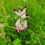 Fumaria muralis 花