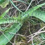 Dactylorhiza maculata Blad