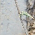 Echinops villosissimus