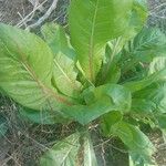 Lactuca sativa Leaf