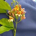 Bignonia hyacinthina Flower
