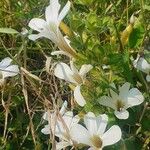 Barleria robertsoniae Flower