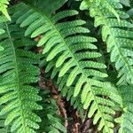 Polypodium vulgare Leaf