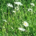 Leucanthemum heterophyllum Žiedas