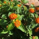 Lantana aculeata Flors