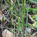 Carex alba Fuelha