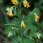 Lithospermum multiflorum Агульны выгляд