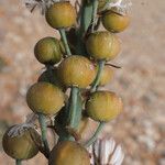 Asphodelus cerasiferus Fruit