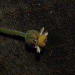 Tridax procumbens Blomma