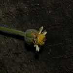 Tridax procumbens Flower