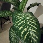 Dieffenbachia seguine List