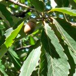 Quercus serrata Fruit