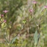 Vaccaria hispanica 果実