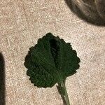 Marrubium vulgare Leaf