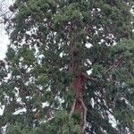 Sequoiadendron giganteum Hábito