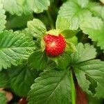 Potentilla indica ഫലം