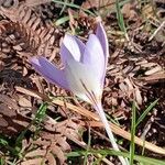 Crocus imperati Blomst