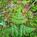 Gymnocarpium dryopteris Blatt