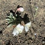 Eulobus californicus Flower