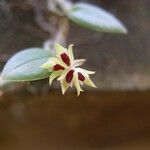 Bulbophyllum capituliflorum Květ