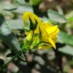 Adenocarpus telonensis Flower