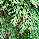 Chamaecyparis lawsoniana Övriga