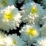 Chrysanthemum x grandiflorum Flor