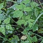 Papaver cambricum Blad