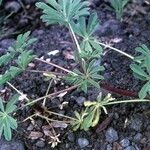 Lupinus luteolus Hábito
