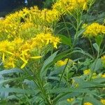 Senecio ovatus Flower
