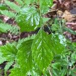 Crataegus mollis Folha