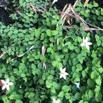 Arenaria balearica Flor