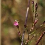 Silene muscipula Fula