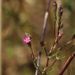 Silene muscipula 花