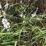 Watsonia borbonica Habitus