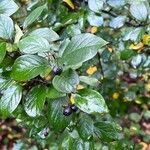 Cotoneaster acutifolius Yaprak