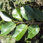 Annona glabra Leaf