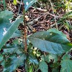 Elaeodendron croceum