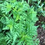 Ambrosia artemisiifolia Blatt