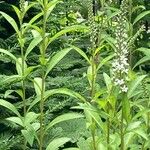 Lysimachia clethroides 整株植物