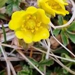 Potentilla pusilla Bloem