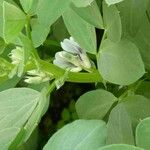 Vicia faba Blad