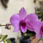 Dendrobium bigibbum Blomma