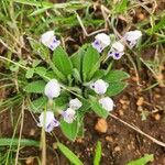 Craterostigma hirsutum Flower