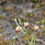 Juncus triglumis Flower